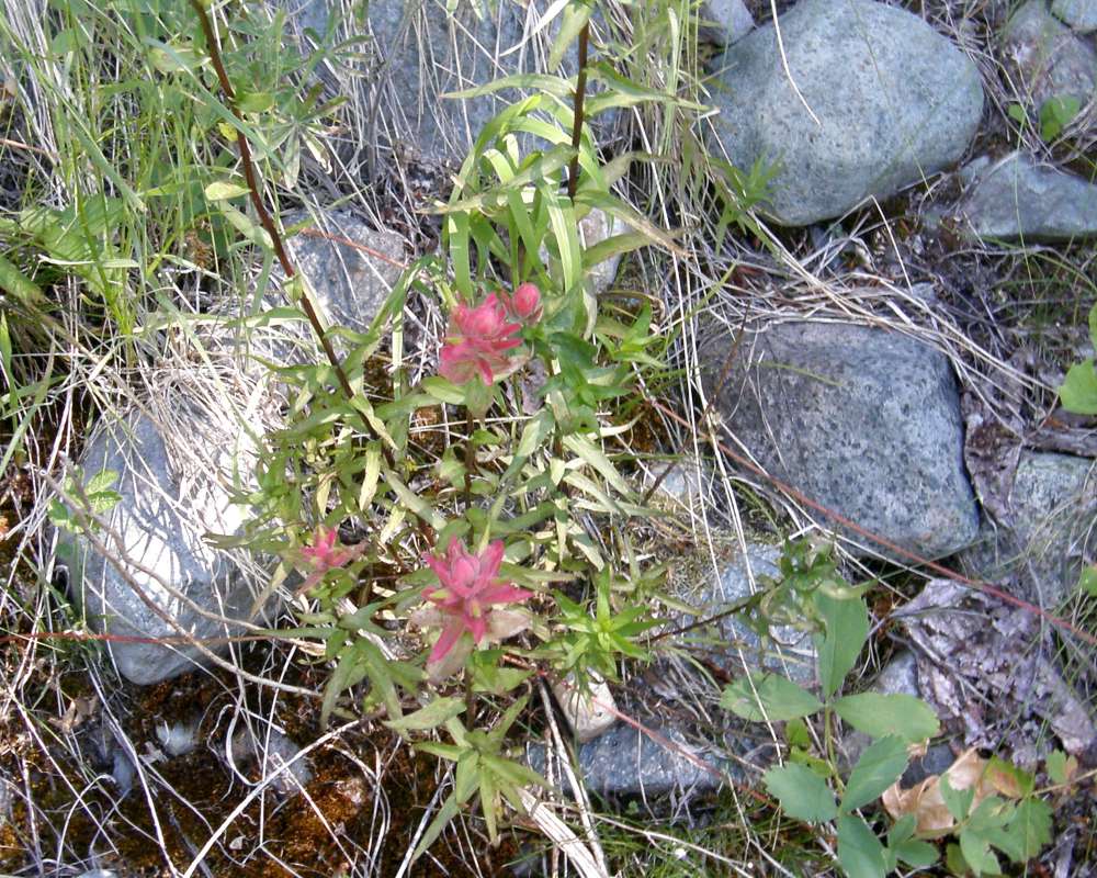 Habitat<br>(Location of Picture: Near Copper Pass, Wa, USA, 2013)