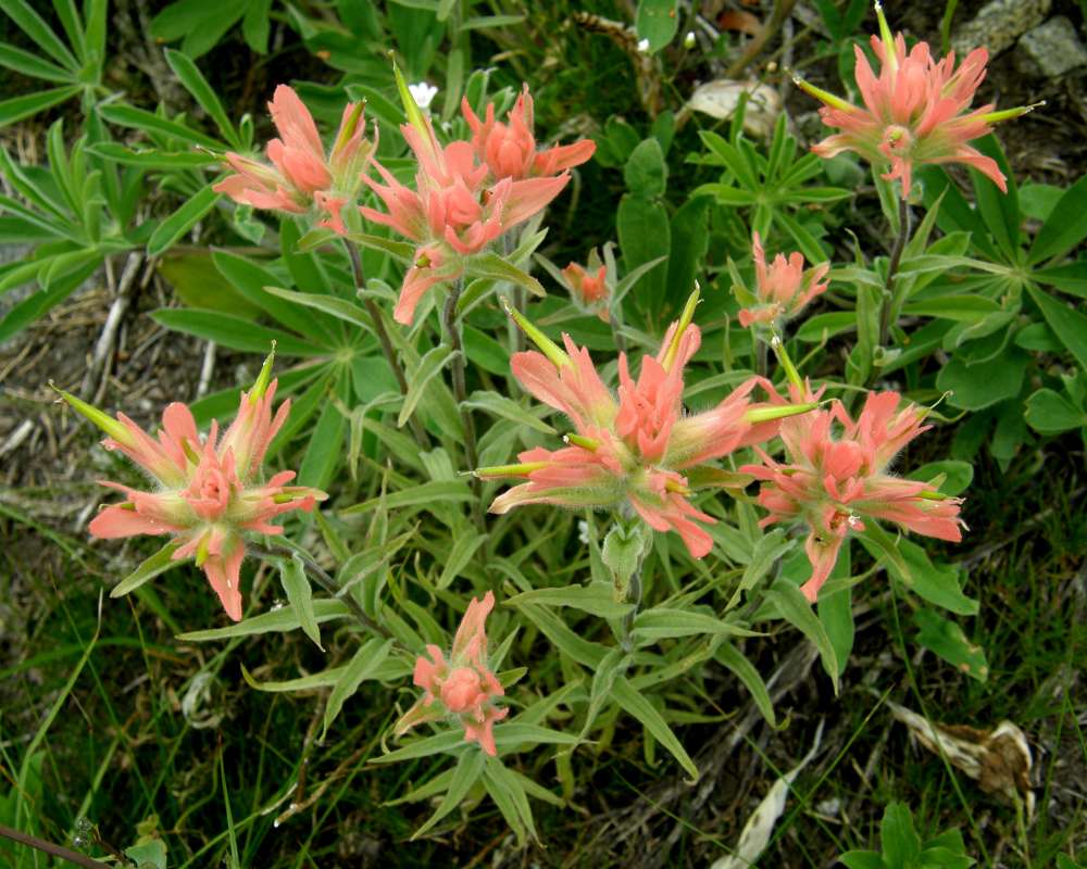 Orange Flowers<br>(Location of Picture: Copper Pass, Washington, 2013)