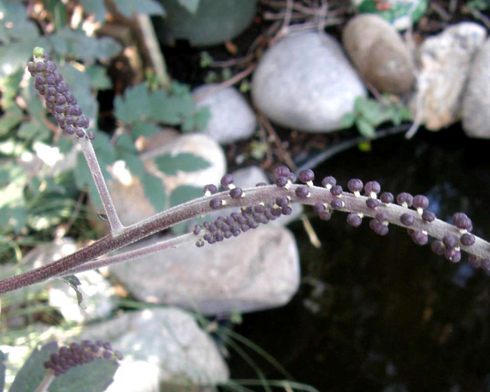 Twigs with Fruits<br>(Location of Picture: Baker's Acres, Wa., USA, 2013)