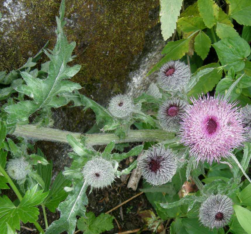Stem and Leaf<br>(Location of Picture: Copper Pass, Washington, USA, 2013)
