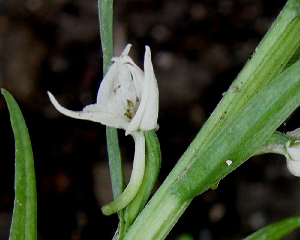 Flower - Side View<br>(Location of Picture: Copper Pass, Washington, USA, 2013)