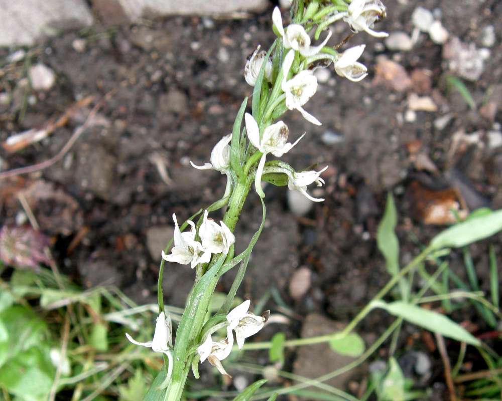 Racemes<br>(Location of Picture: Copper Pass, Washington, USA, 2013)