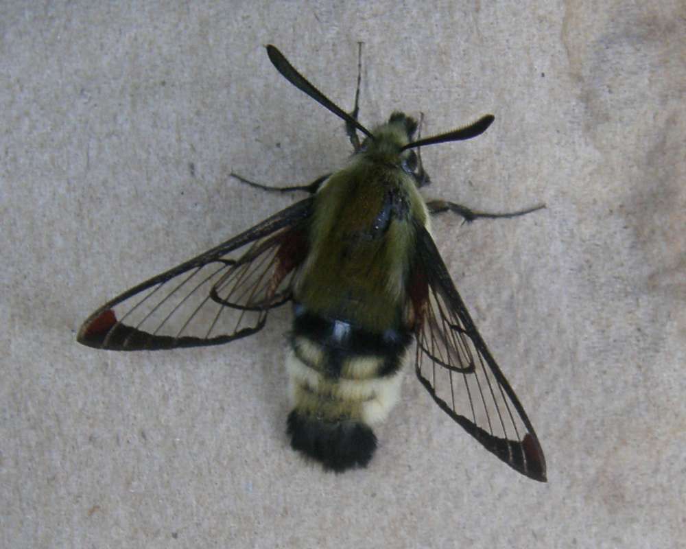 Habitat View<br>(Location of Picture: Conconully, Washington, USA, 2013)