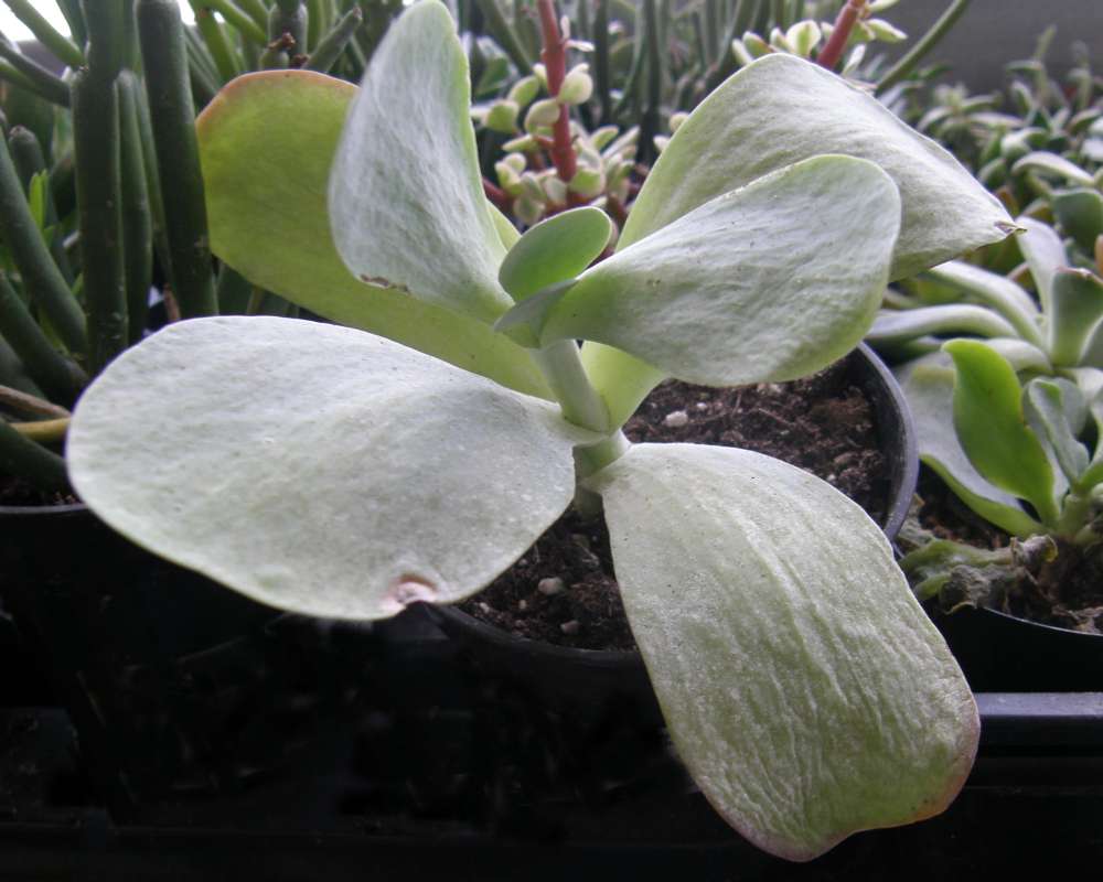 Silhouette<br>(Location of Picture: Shady Creek Nursery, Wa., USA, 2013)