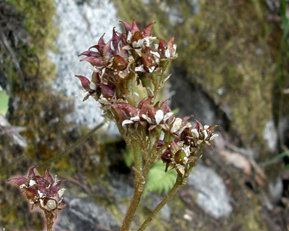 Top of Plant in Bloom<br>(Location of Picture: Copper Pass, Wa., USA, 2013)