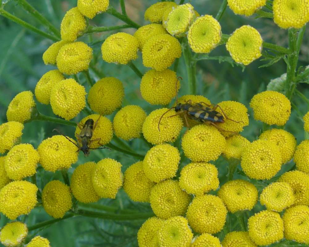 Pair on Yellow Flower Heads<br>(Location of Picture: Okanogan, Washington, USA, 2013)