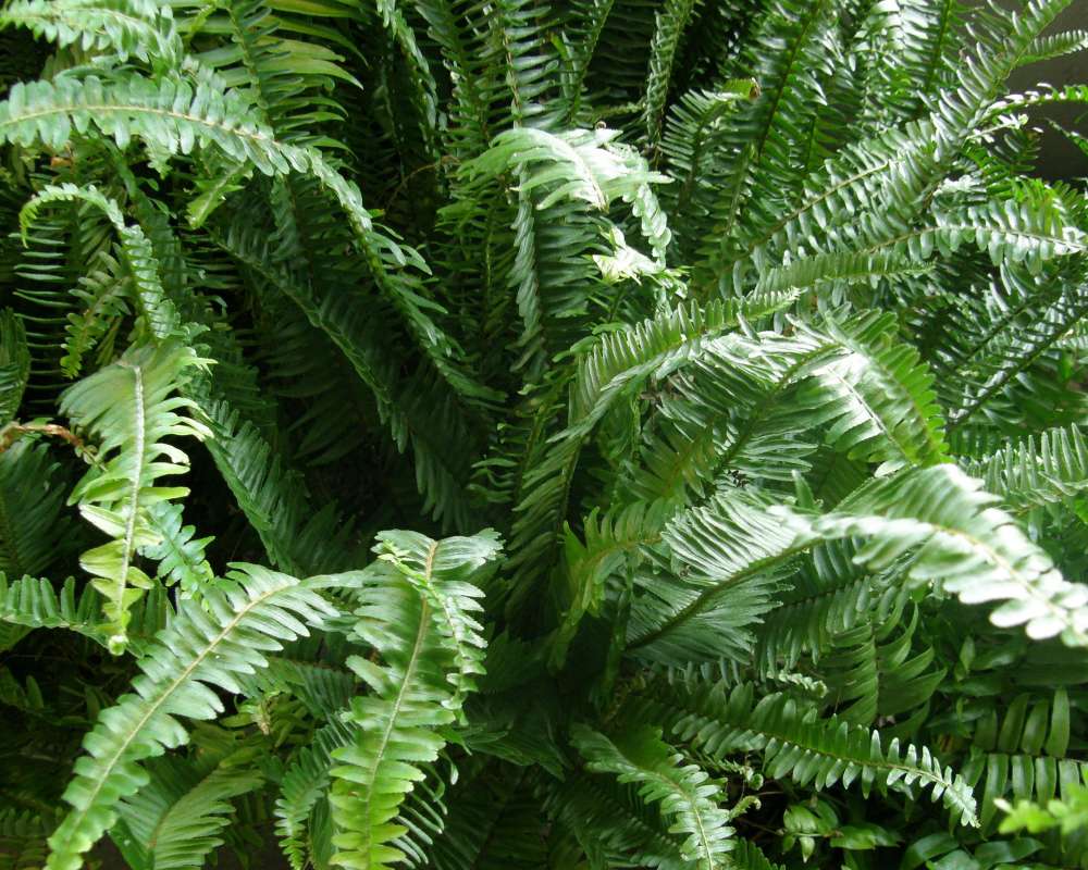 Silhouette<br>(Location of Picture: Shady Creek Nursery, Wa., USA, 2013)
