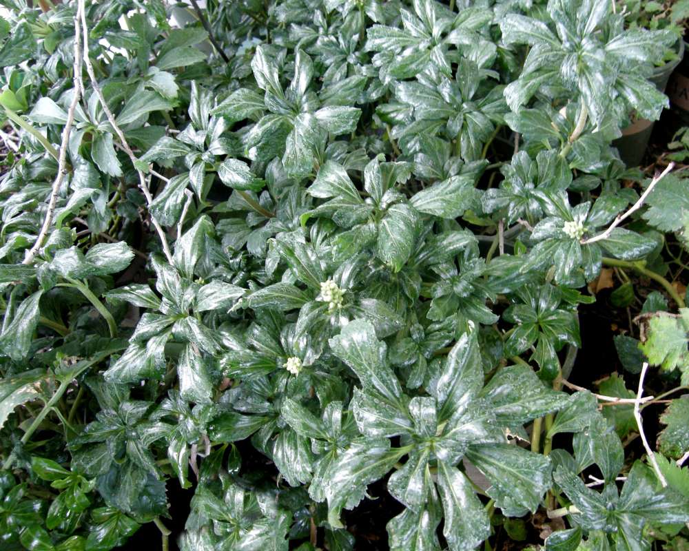 Leaves<br>(Location of Picture: Shady Creek Nursery, Wa., USA, 2013)