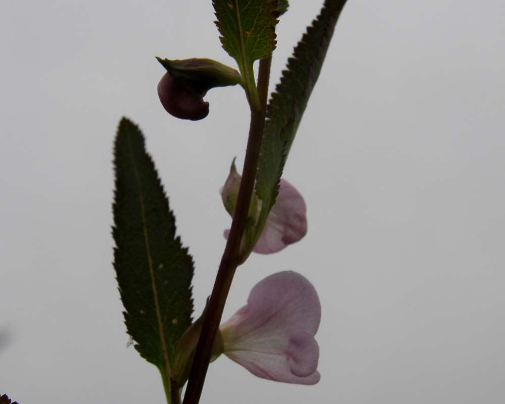 Flower Side and Leaf<br>(Location of Picture: Copper Pass, Wa., USA, 2013)