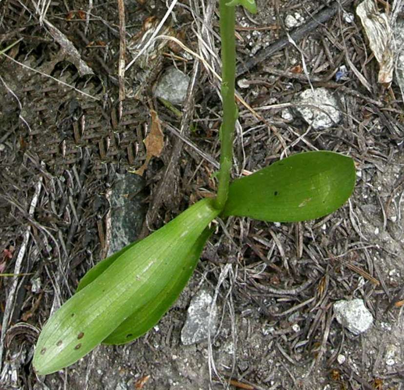 Basal Leaves<br>(Location of Picture: Copper Pass, Wa., USA, 2013)