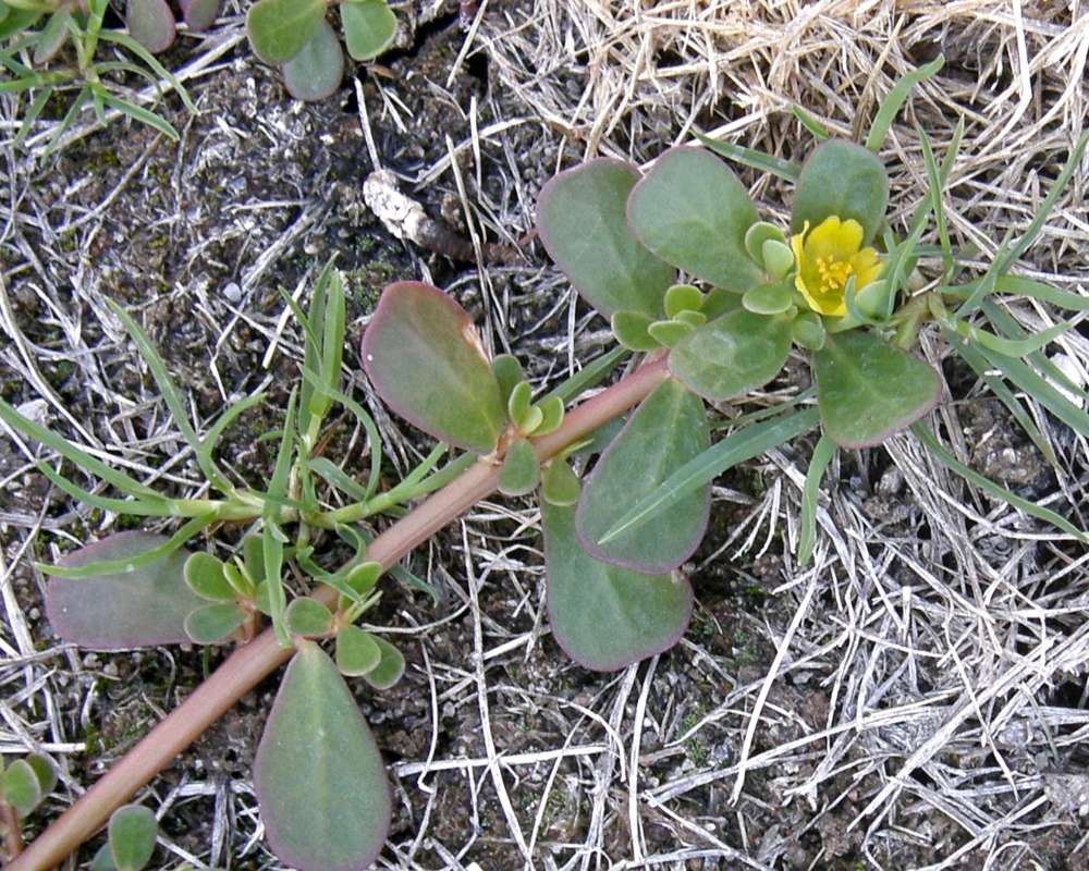 Top of Plant in Bloom<br>(Location of Picture: Okanogan Garden, Wa., USA, 2013)