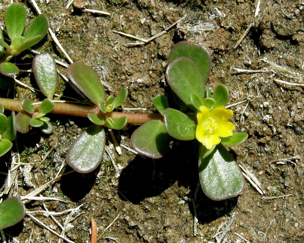 Flower and Leaves - Yellow<br>(Location of Picture: Okanogan Garden, Wa., USA, 2013)