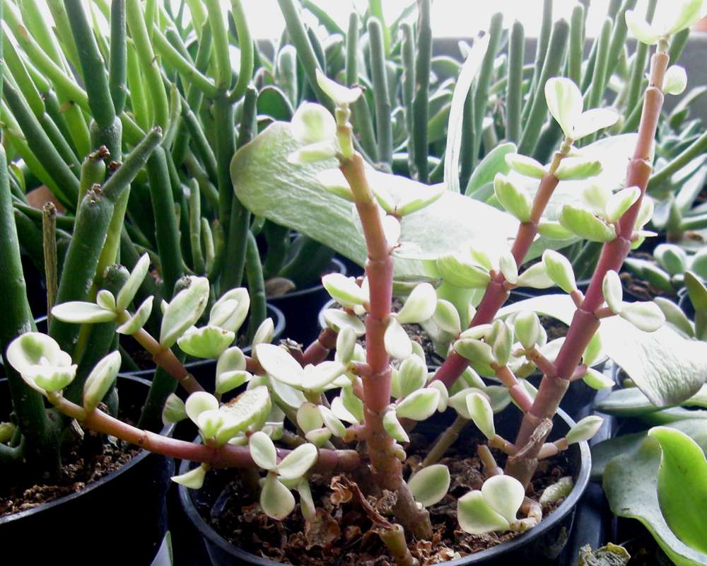 Potted Plant<br>(Location of Picture: Shady Creek Nursery, Wa., USA< 2013)