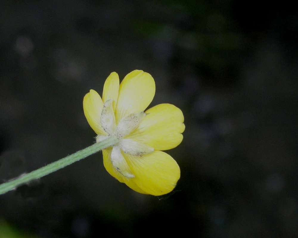 Flower - Rear View<br>(Location of Picture: Conconully, Washington, USA, 2013)
