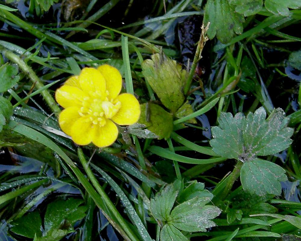 Flower - Front View<br>(Location of Picture: Conconully, Washington, USA, 2013)