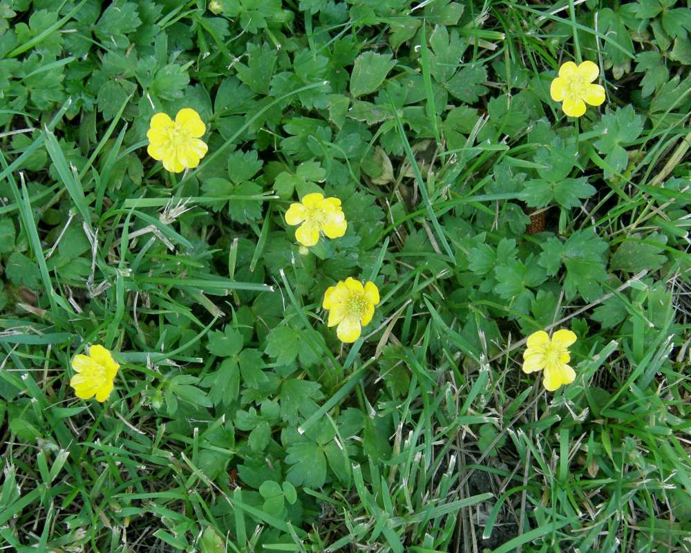 Top of Plant in Bloom<br>(Location of Picture: Conconully, Washington, USA, 2013)