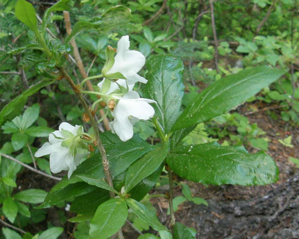 Flowers - Rear View<br>(Location of Picture: Copper Pass, Wa., USA, 2013)
