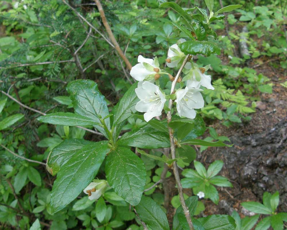 Top in Bloom<br>(Location of Picture: Copper Pass, Wa., USA, 2013)