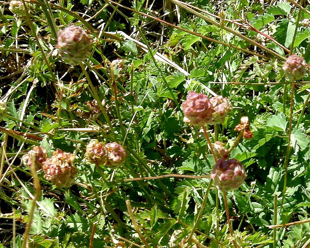 Seed Heads<br>(Location of Picture: Conconully, Wa., USA, 2013)