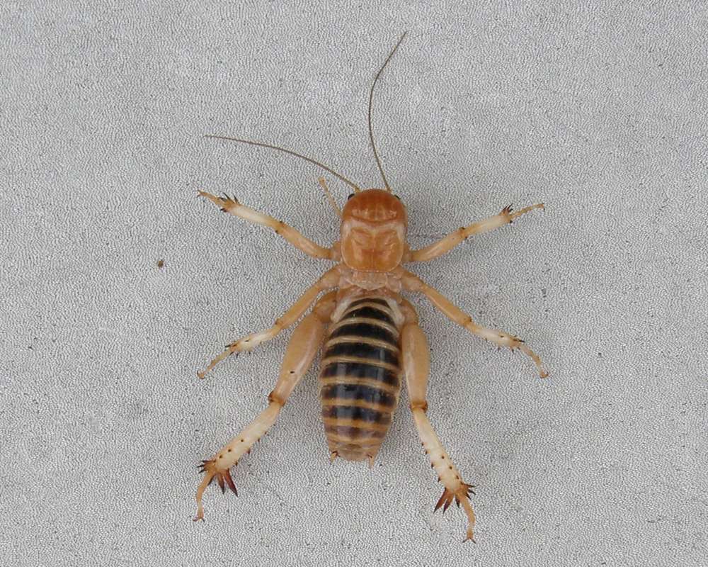 Dorsal View<br>(Location of Picture: Okanogan, Wa., USA, 2013)