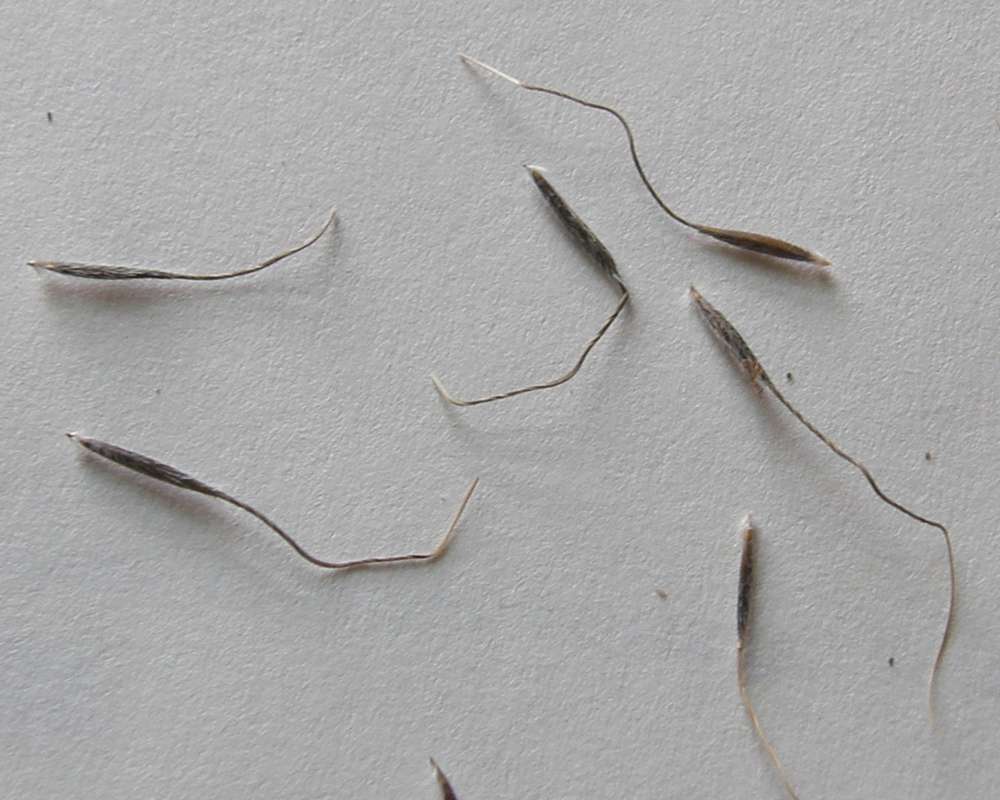 Awns<br>(Location of Picture: Washington, USA, 2013)