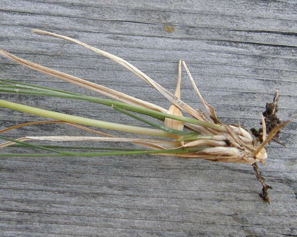 Base of Plant<br>(Location of Picture: Washington, USA, 2013)