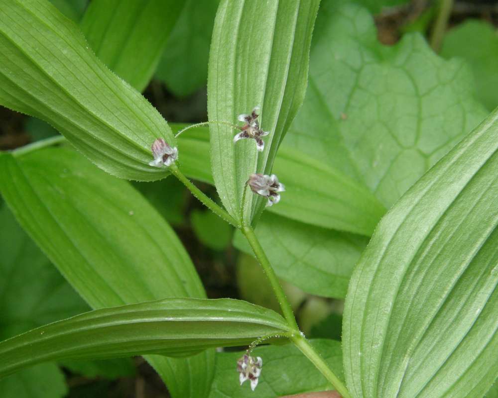 Stem, Leaf Bases, and Flowers<br>(Location of Picture: Copper Pass, Washington, USA)