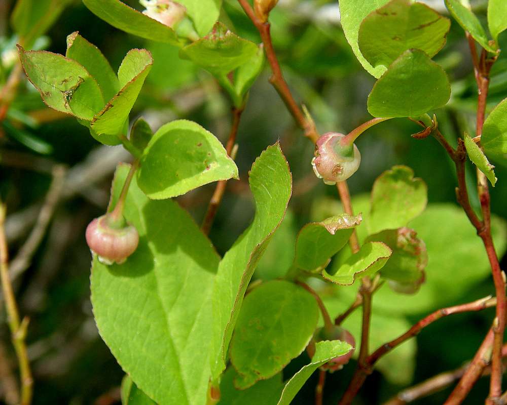 Flower Side View<br>(Location of Picture: Copper Pass, Washington, 2013)