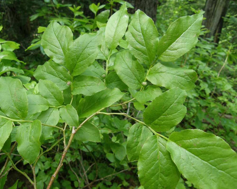 Leaves<br>(Location of Picture: Copper Pass, Washington, 2013)