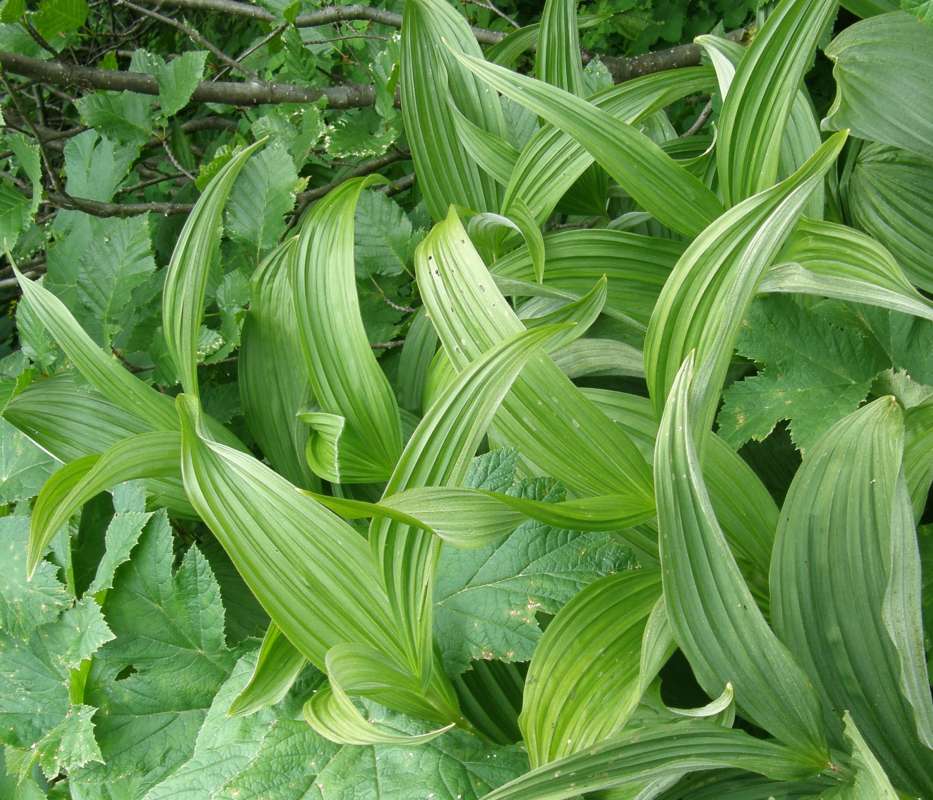 Leaves<br>(Location of Picture: Copper Pass, Washington, USA)
