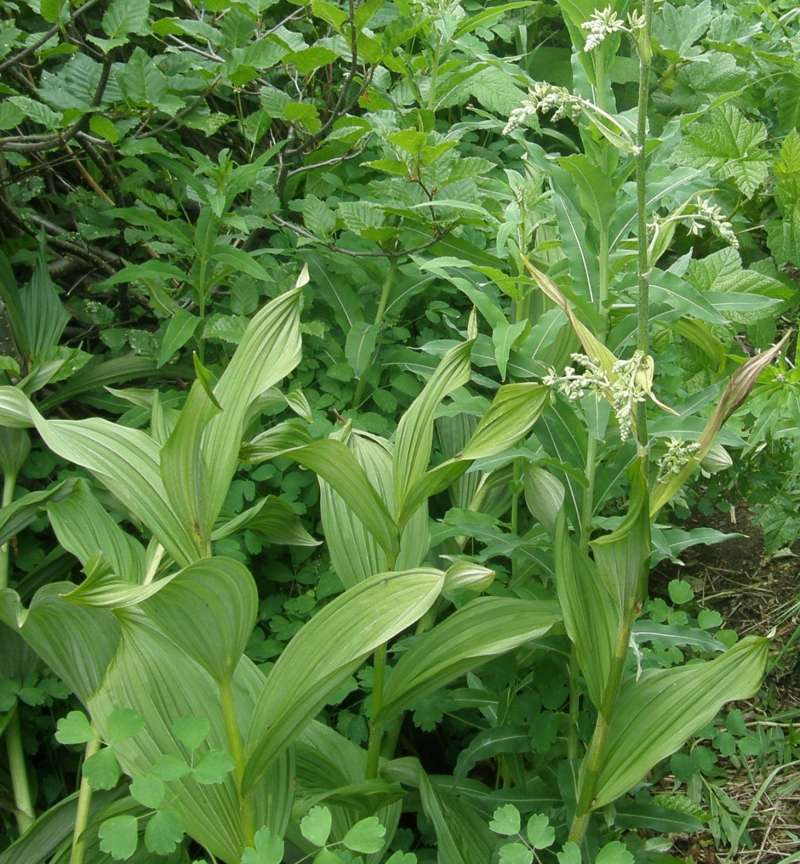 Silhouette<br>(Location of Picture: Copper Pass, Washington, USA)