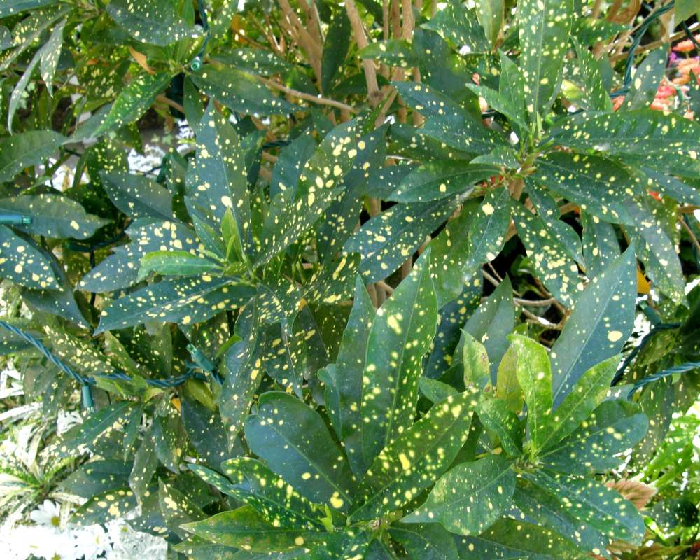 Leaves - Gold Dust Tree<br>(Location of Picture: Manito Garden, Wa., USA, Fall 2013)