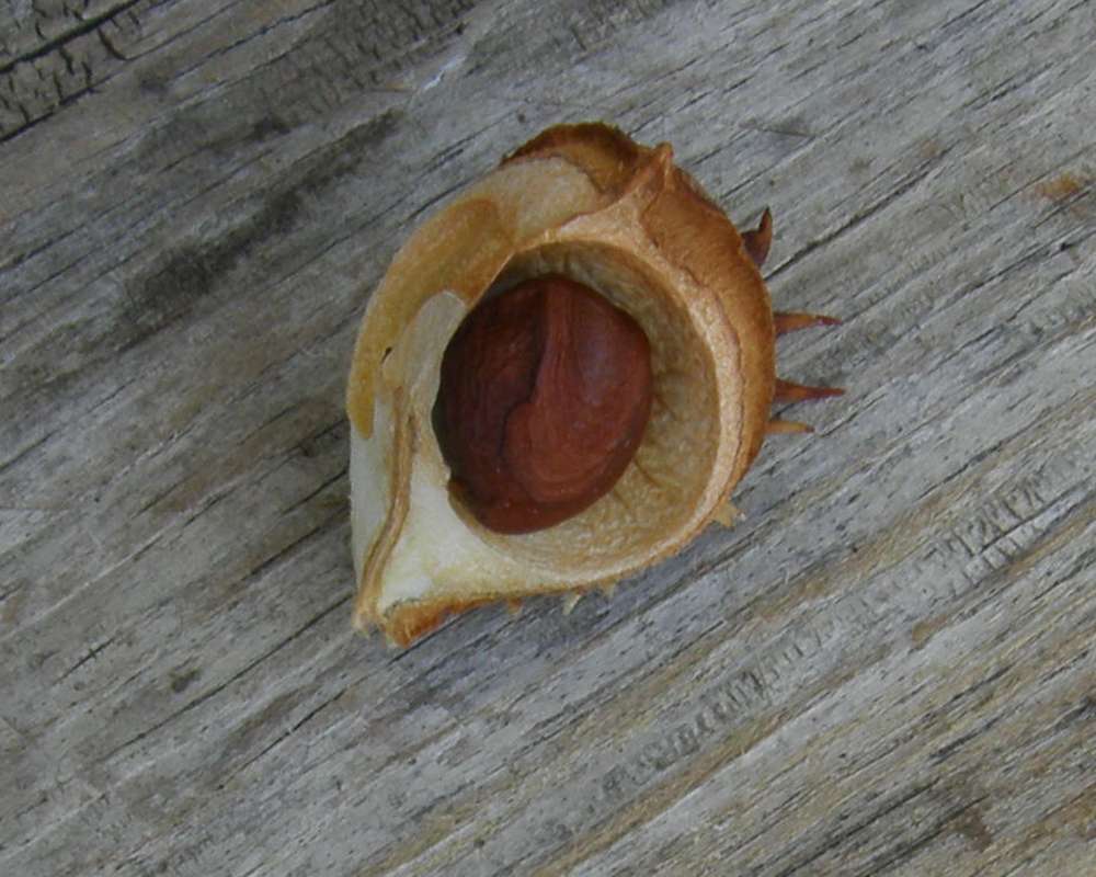 Inside of Nut<br>(Location of Picture: Garden, Okanogan, Washington, 2013)