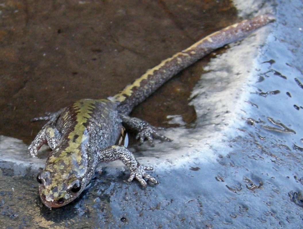 Head Front View<br>(Location of Picture: Okanogan, Washington, USA, 2013)