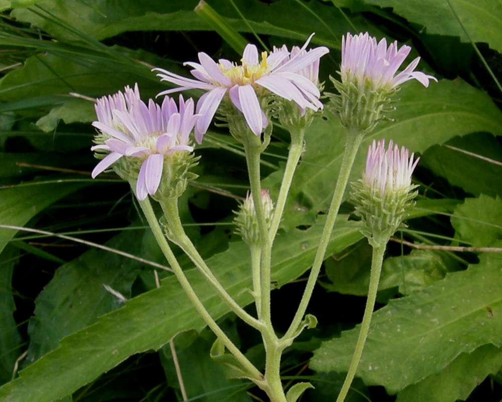 Flower - Side View<br>(Location of Picture: Conconully, Wa., USA, Fall 2013)