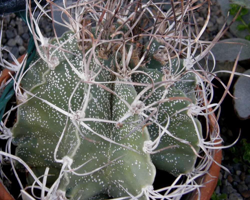 Pads<br>(Location of Picture: Manito Garden, Wa., USA, 2013)
