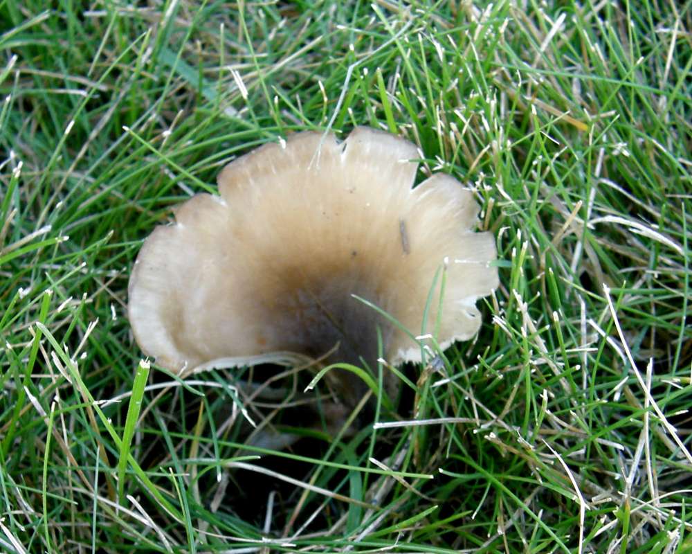 Inside Funnel<br>(Location of Picture: Conconully, Wa., USA, Fall 2013)