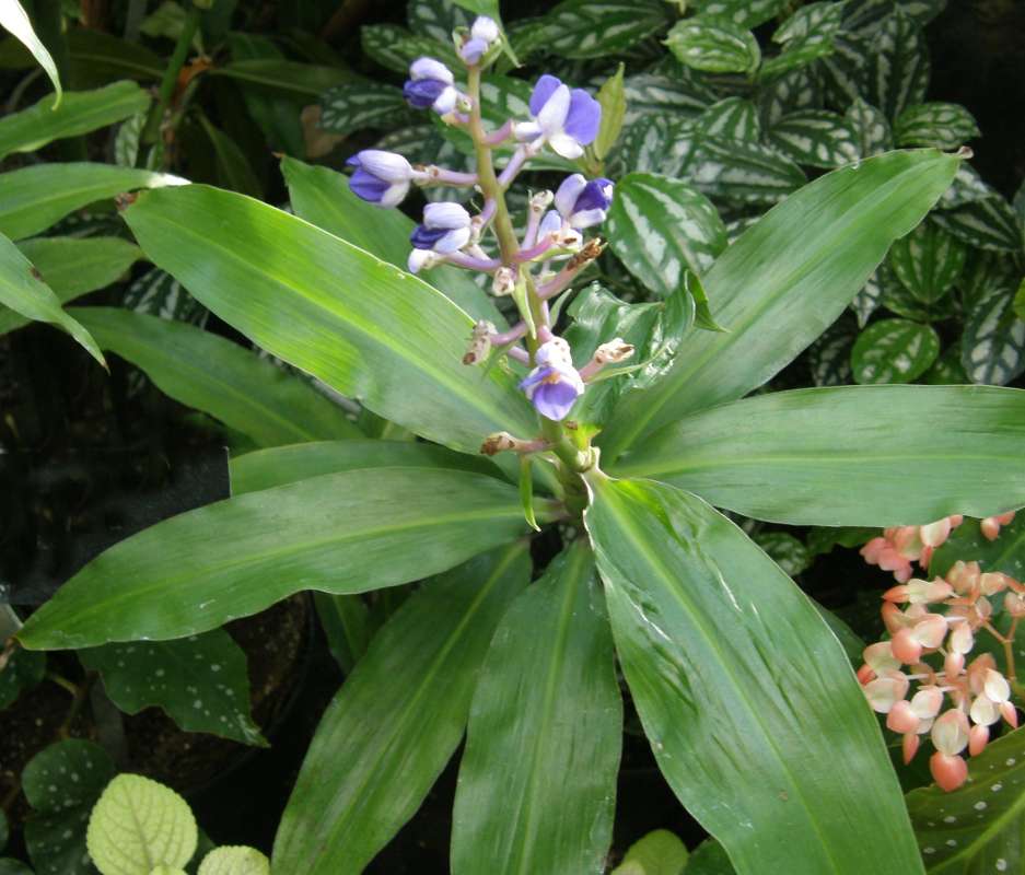 Top of Plant in Bloom<br>(Location of Picture: Manito Garden, Wa., USA, Fall 2013)