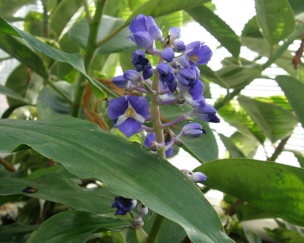 Flower Raceme<br>(Location of Picture: Manito Garden, Wa., USA, Fall 2013)