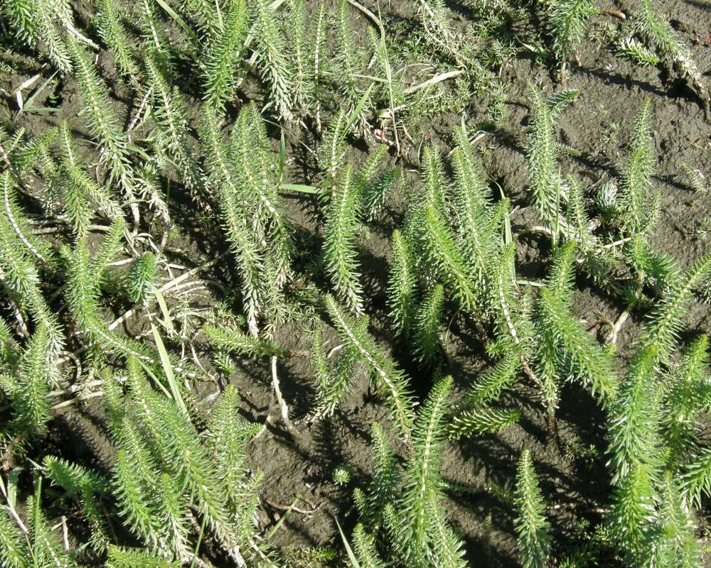 Multiple Plants<br>(Location of Picture: Conconully, Wa., USA, Fall 2013)