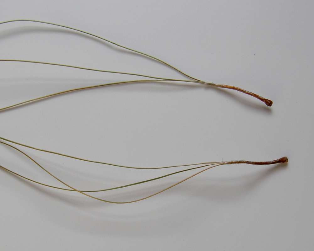 Needles - Close View<br>(Location of Picture: California)