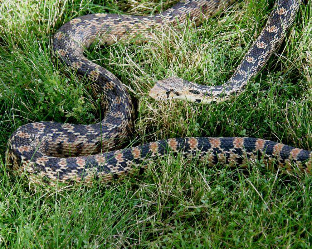 Body in Grass<br>(Location of Picture: Okanogan, Wa., USA, 2013)