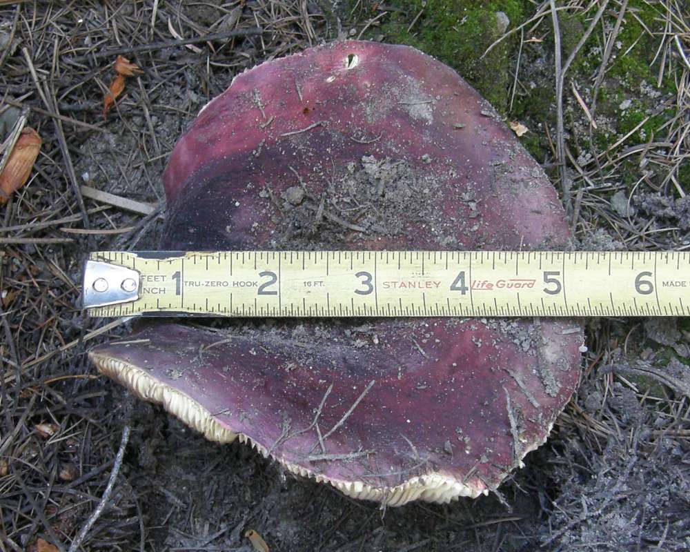 Top View with Ruler<br>(Location of Picture: Conconully Washington, USA, 2013)