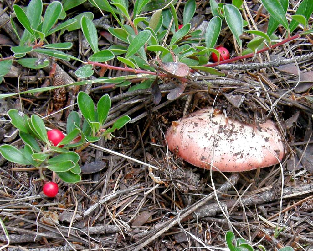 Emerging<br>(Location of Picture: Conconully Washington, USA, 2013)