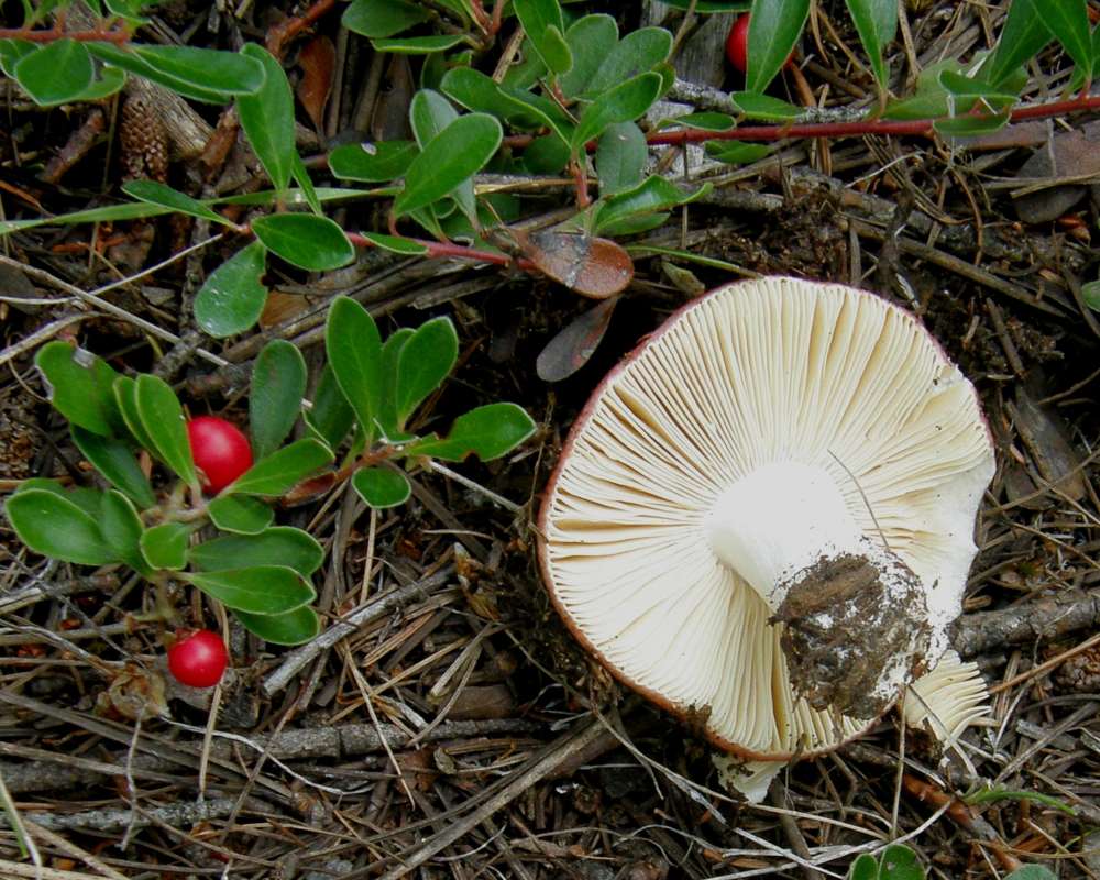 Underside<br>(Location of Picture: Conconully Washington, USA, 2013)