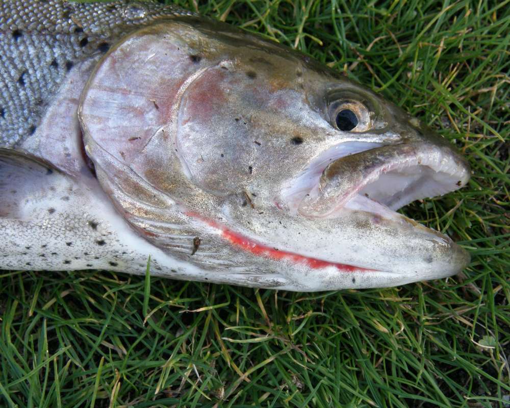 Head - Side View<br>(Location of Picture: Omak Lake, Wa., USA, Fall 2013)