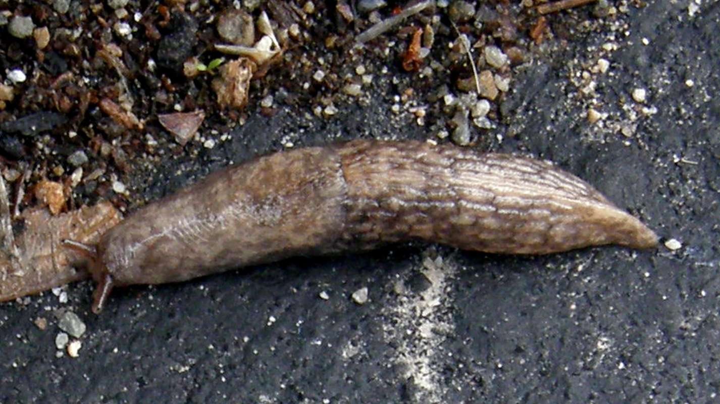 Silhouette<br>(Location of Picture: Okanogan, Wa., USA, Fall 2013)