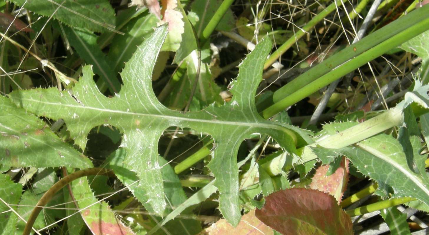 Leaf<br>(Location of Picture: Brown Lake, Wa., USA, Fall 2013)