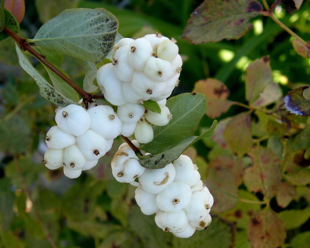 Fruit on Plant<br>(Location of Picture: Okanogan, Wa., USA, Fall 2013)