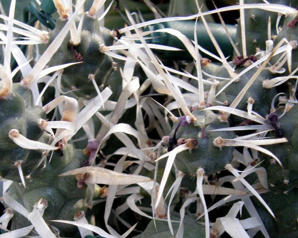 Top of Plants